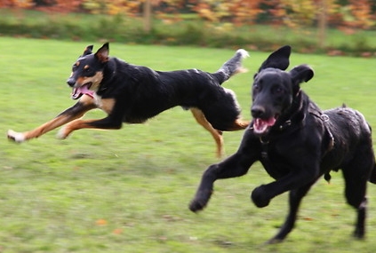 dogs-playing-together